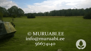 Niidetud muru
