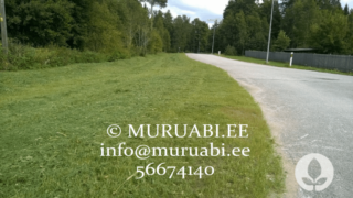 trimmerdatud värske muru